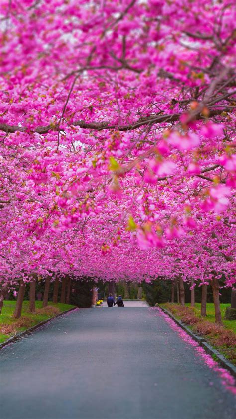 Wallpaper trees, 4k, 5k wallpaper, sakura, spring, Nature #8972