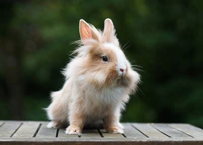 Lionhead Rabbit: History, Care, Personality and MORE