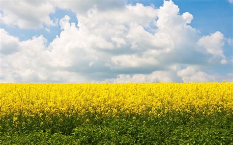 Field Flowers Yellow wallpaper | 1920x1200 | #22845