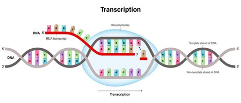 Transcription Diagram Labeled