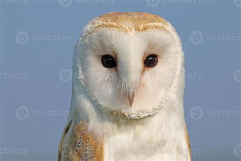 Barn owl 703438 Stock Photo at Vecteezy