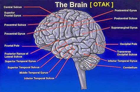 STRUKTUR OTAK DAN FUNGSINYA