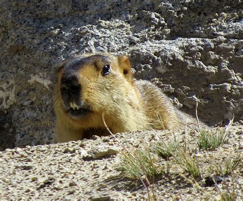 Just About Everything: Wildlife of Ladakh - Animals & Birds of Ladakh, India