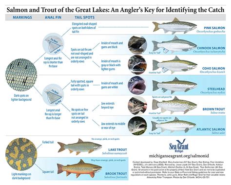 Salmonid | Michigan Sea Grant