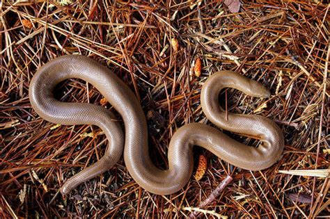 Northern Rubber Boa (Herpetofauna of the Sierra Nevada) · iNaturalist