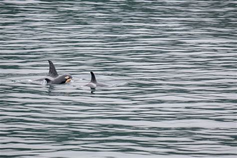 The Best Kenai Fjords Wildlife Cruise - Musings of a Rover