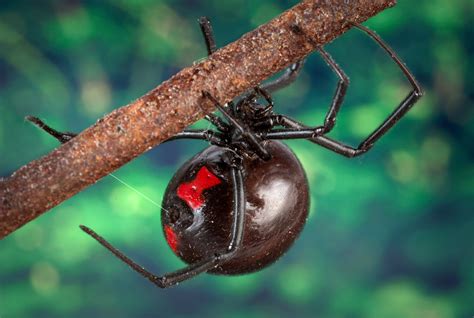 ファイル:Black widow spider 9854 lores.jpg - Wikipedia