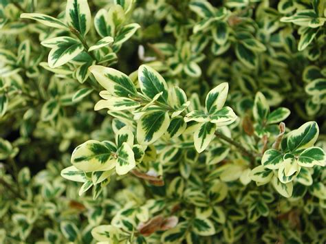 Variegated Boxwood. Rena has as small hedge. I love the light color ...