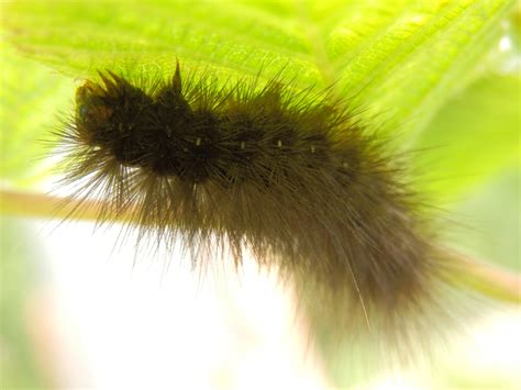 Wildlife on our allotment: White Ermine Moth Caterpillar