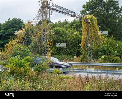 Bridge for an endangered species of hazel dormice (Muscardinus avellanarius) over a country road ...