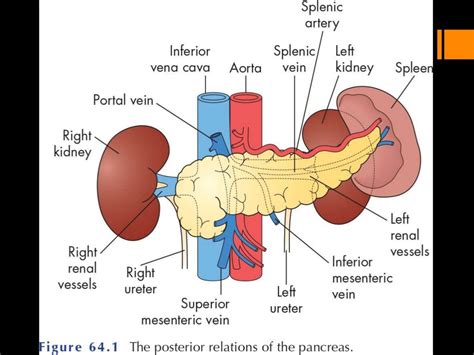 Anatomy Of The Pancreas Anatomy Drawing Diagram | Images and Photos finder