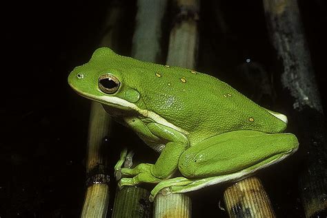 Green Tree Frog (Hyla cinerea ... | Green tree frog, Tree frogs, American green tree frog