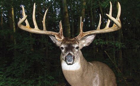 Massive Ontario Buck Sends Shock Wave Through Province - North American Whitetail