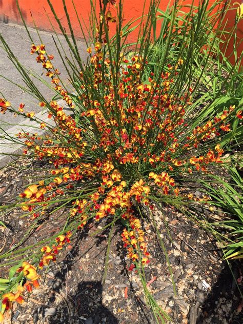 identification - What is this plant with red and yellow flowers on long thin stems? - Gardening ...