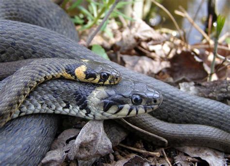 Grass snakes mating. stock photo. Image of mating, male - 33243458