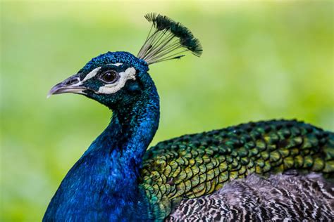 Peacock Images – Browse 164,579 Stock Photos, Vectors, and Video | Adobe Stock