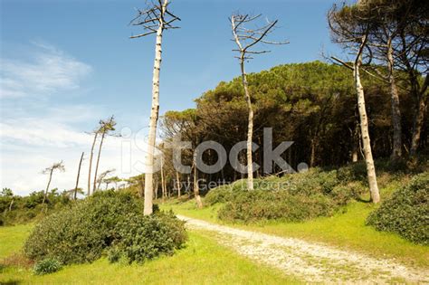 Mediterranean Forest Stock Photo | Royalty-Free | FreeImages