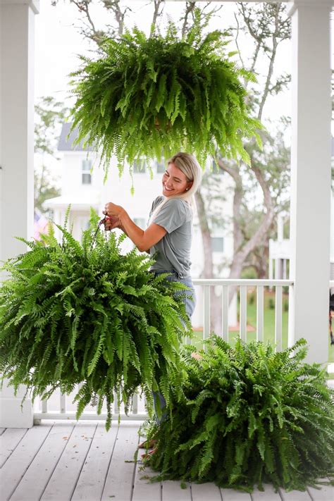 how to get big healthy ferns - Megan Stokes | Hanging plants outdoor, Porch plants, Shade plants