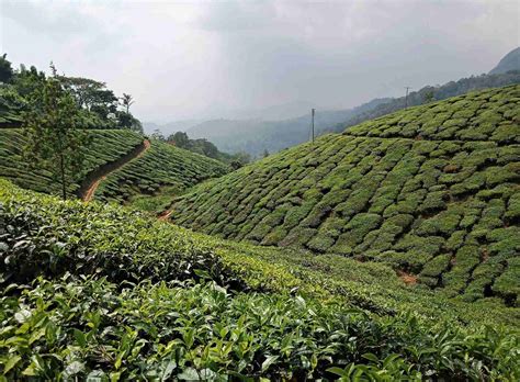 Kolukkumalai Tea Estate • Entry Fee, Timing, Things To Do