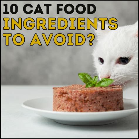 10 Cat Food Ingredients to Avoid (Or Not) - Simply Cat Care