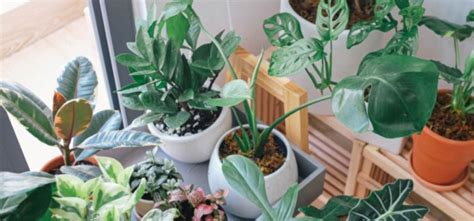 15 Best Indoor Ornamental Plants: Make your surrounding better - Gardening Tips | Plants Care ...