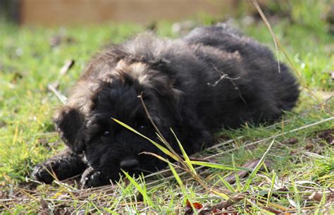 Bouvier des Flandres Puppies For Sale | White Salmon, WA #172664