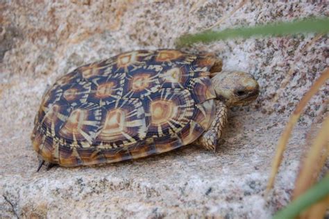 Pancake Tortoises For Sale at TortoiseSupply.com! Malacocherus Tornieri ...