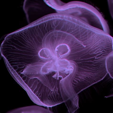 Jellyfish art animal canvas - TenStickers