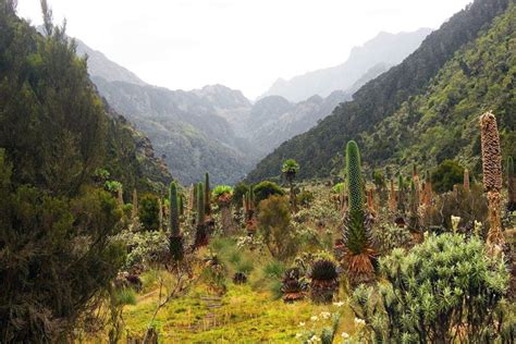 Rwenzori Mountains National Park, Mountains of The Moon