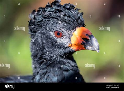 The wattled curassow (Crax globulosa) is a threatened member of the family Cracidae, the ...