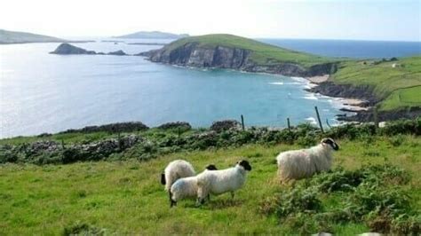 Hiking Ireland - Dingle Way Walking Tours - Hiking the Dingle Way