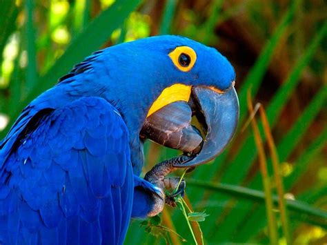 Blue Macaw - Animal Care