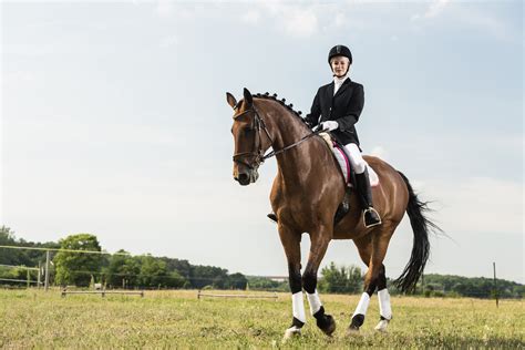 Best 7 Horse Breeds For Dressage - Helpful Horse Hints