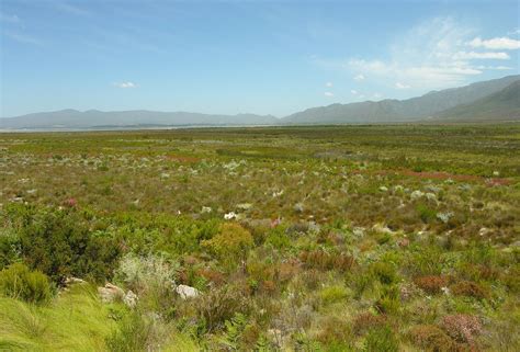 Fynbos | Definition, Description, Ecology, Plants, Characteristics, & Facts | Britannica