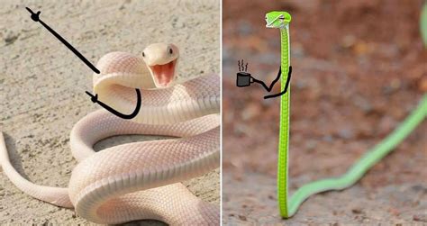 Funny Snake Pictures - PictureMeta