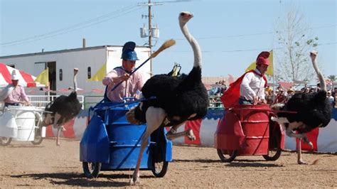 The Running of the Ostriches - Their Turn