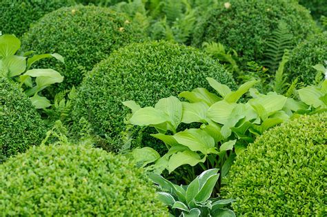 Five Evergreen Plants for Shade - gardenersworld.com