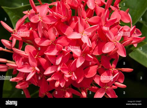 Rubiaceae family hi-res stock photography and images - Alamy