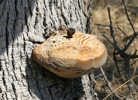 Fungus on an oak tree | Fungus on an oak tree. Maybe Shelf, … | Flickr