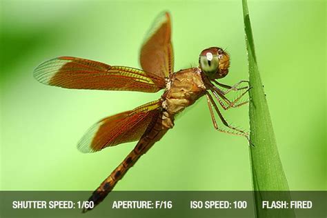 Photographing Insects | Close-up Photography Tips