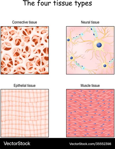 Tissue types connective muscle nervous and Vector Image