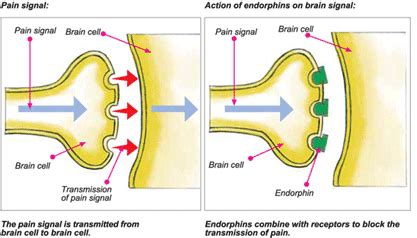 Biological Psychology : Endorphins