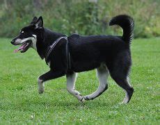 Lapponian Herder Info, Temperament, Puppies, Pictures