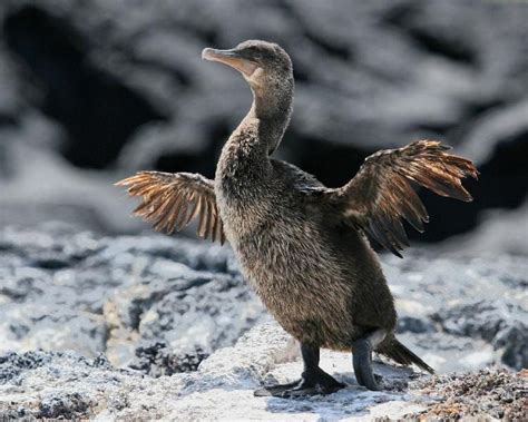 Flightless Cormorant* | Birdspix