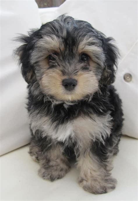 Yorki-poo | Yorkie poo, Yorkshire terrier puppies, Dogs