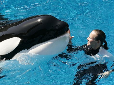 Orca Eating Man