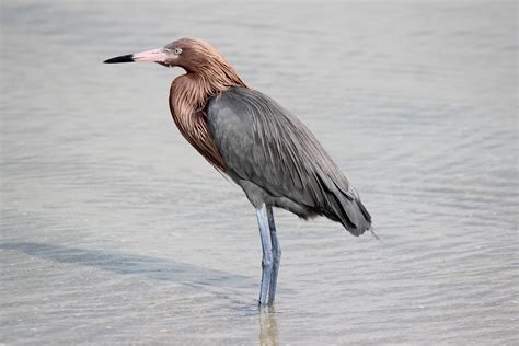 To Behold the Beauty: Reddish Egret