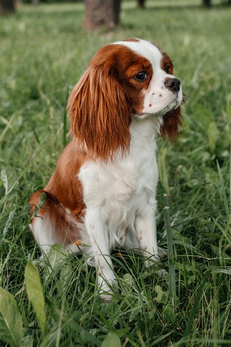 Cavalier King Charles Spaniel Puppies (19 cute pups) - Talk to Dogs