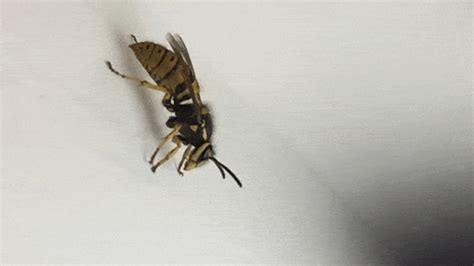 Wasp GIF - Find & Share on GIPHY