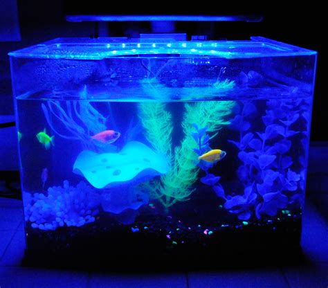 How to Care for GloFish